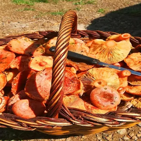 El Pi Solitari Camprodon